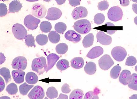 Babesia canis wewnątrz erytrocytu - obraz z mikroskopu VetPoint