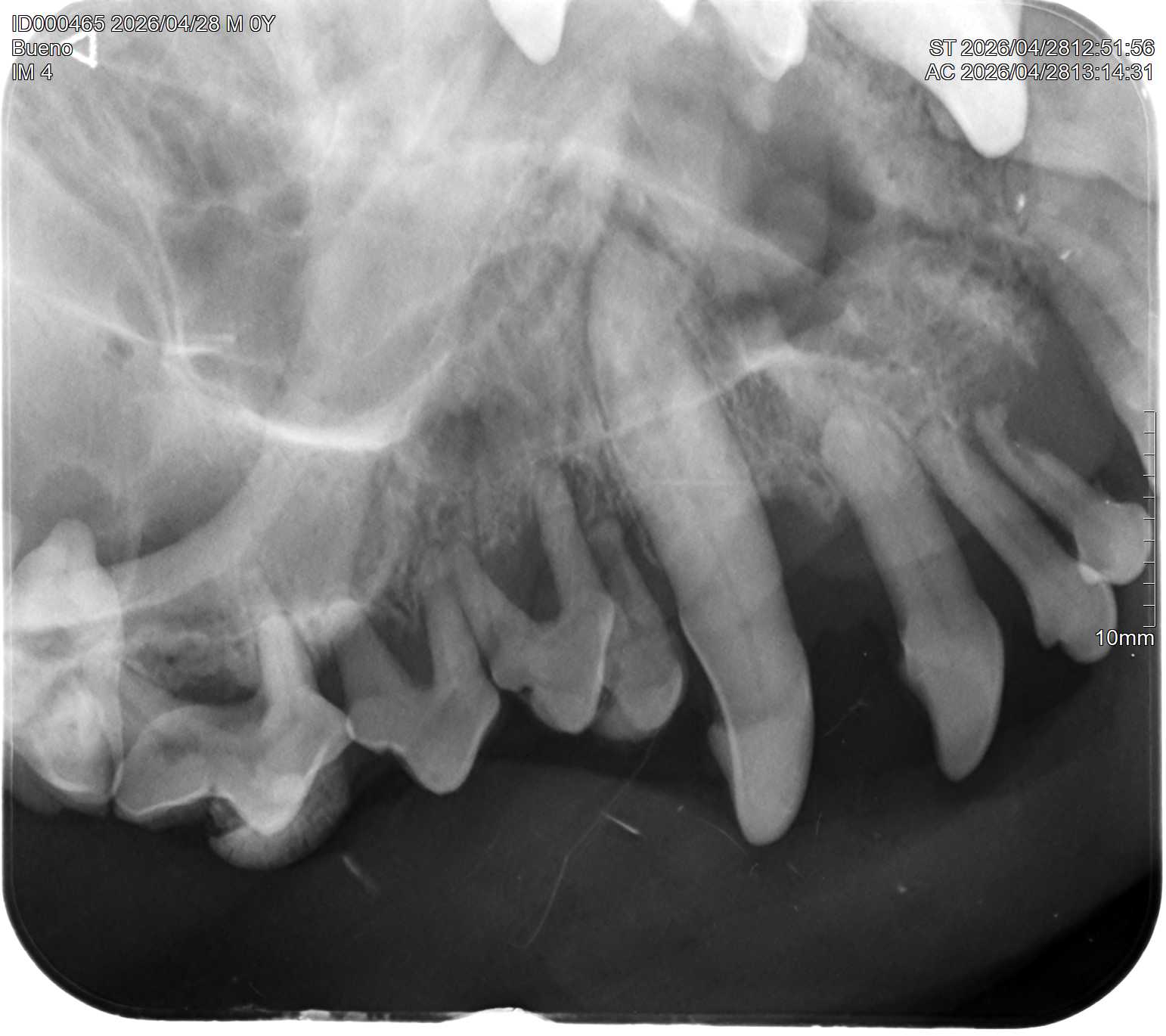 RTG stomatologiczne · Bueno (Cavalier, 4 lata) · Zaawansowana choroba przyzębia u 4-letniego Cavaliera.