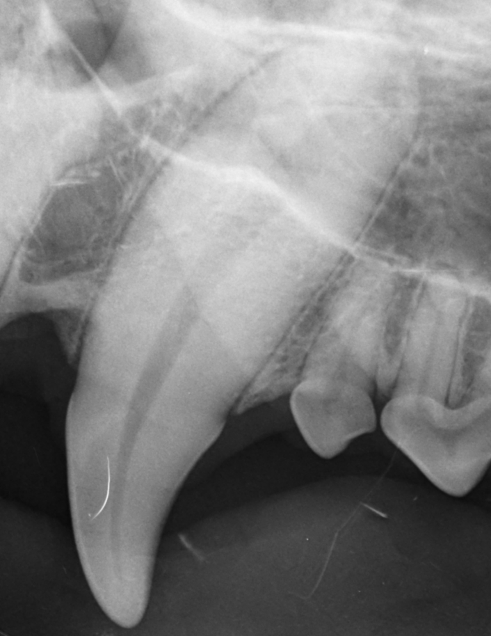 RTG stomatologiczne zęba - diagnostyka obrazowa Dental by VetPoint
