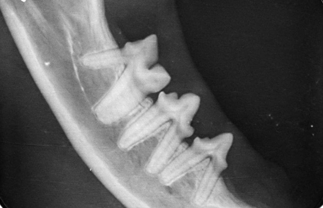 RTG zęba - Dental by VetPoint
